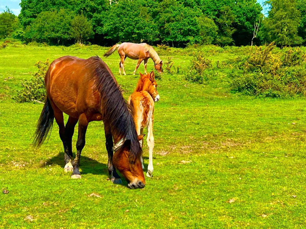 Jungle Lodge Lymington Dış mekan fotoğraf
