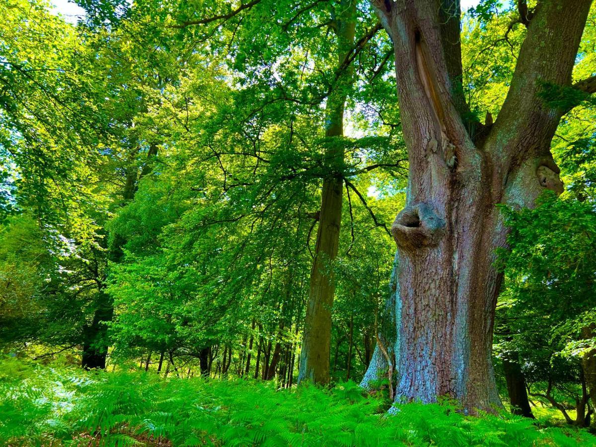 Jungle Lodge Lymington Dış mekan fotoğraf